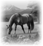 cheval-30